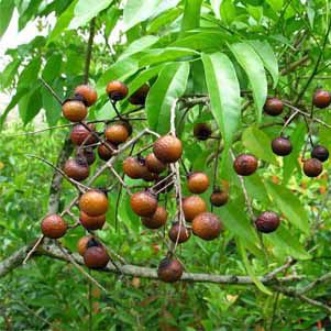 Are you buying Rudraksha Originally Grown in Farm